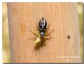 Heliophanus sp.